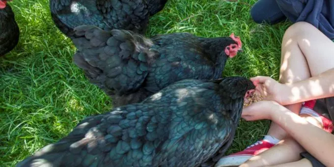 Farm Tours- for Children's Week