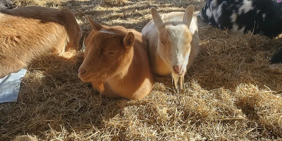 Farm and Nature Explorers (for Kids or Families)