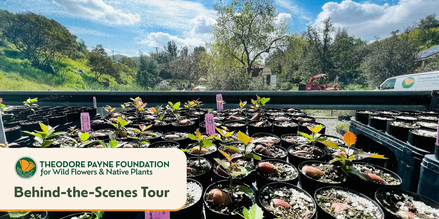 Behind-The-Scenes at Theodore Payne Foundation — October 3, 2026