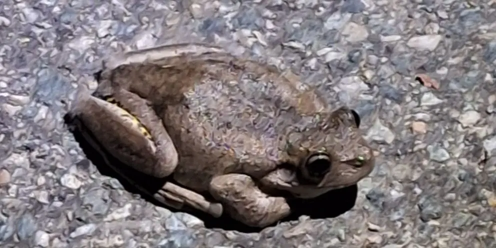 2026 Frog Walk & Talk at Dunlop Grasslands Pond