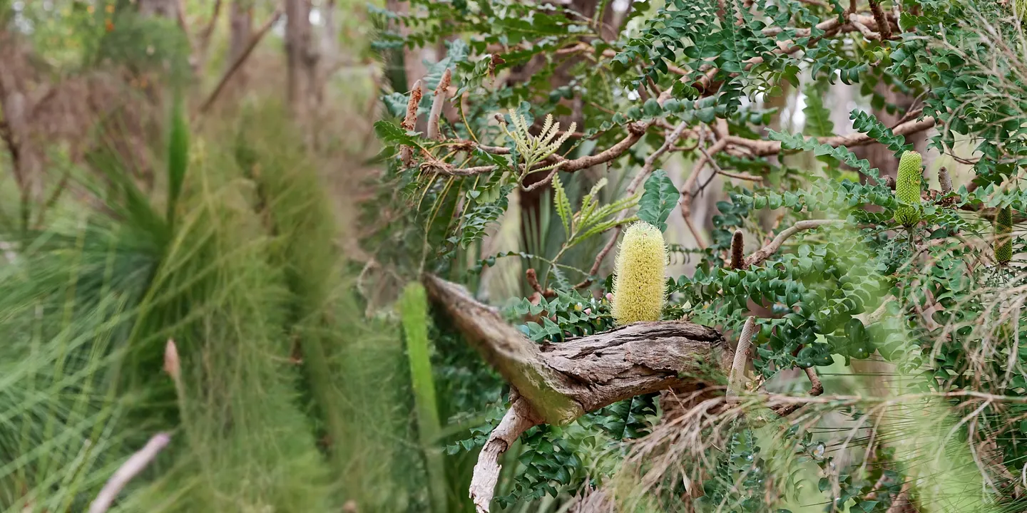 How gardeners can support Banksia Woodlands