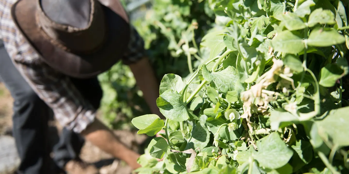 The Edible Garden Experience: Spring Harvest - Preparing for Summer - October 2026