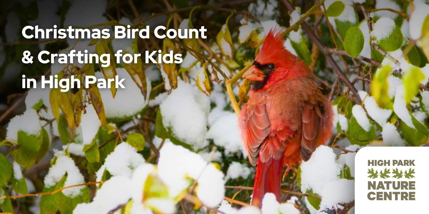 Christmas Bird Count and Crafting for Kids in High Park