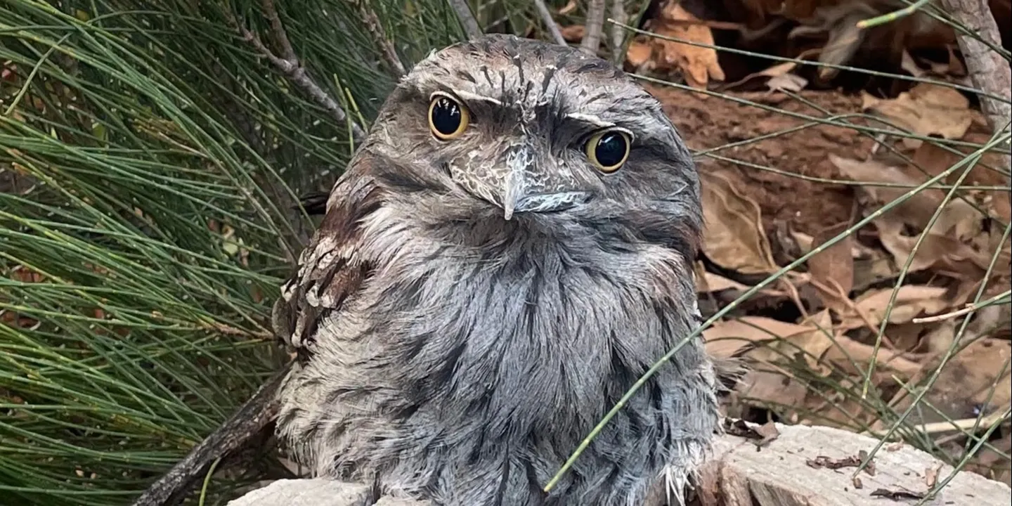 Nocturnal Tour – After Dark Wildlife Experience