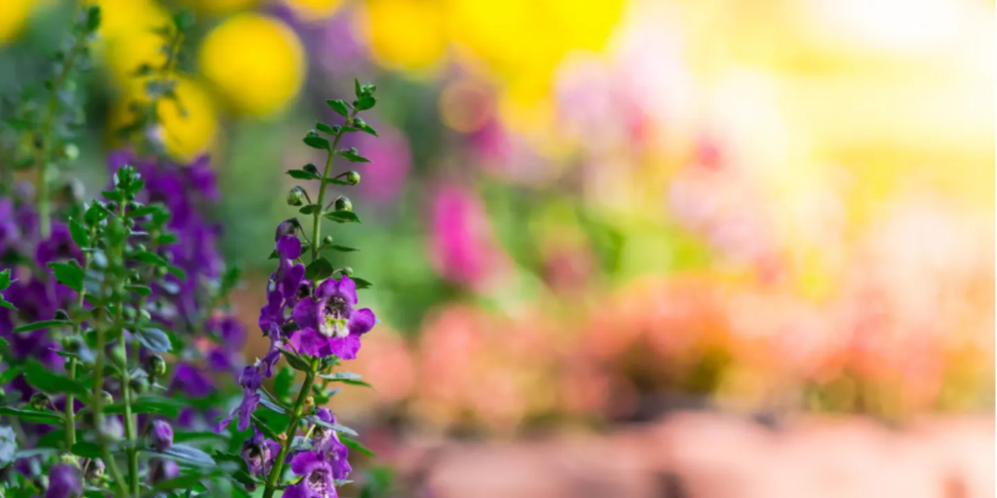 Garden Connections in Warrane (Spring 2026)