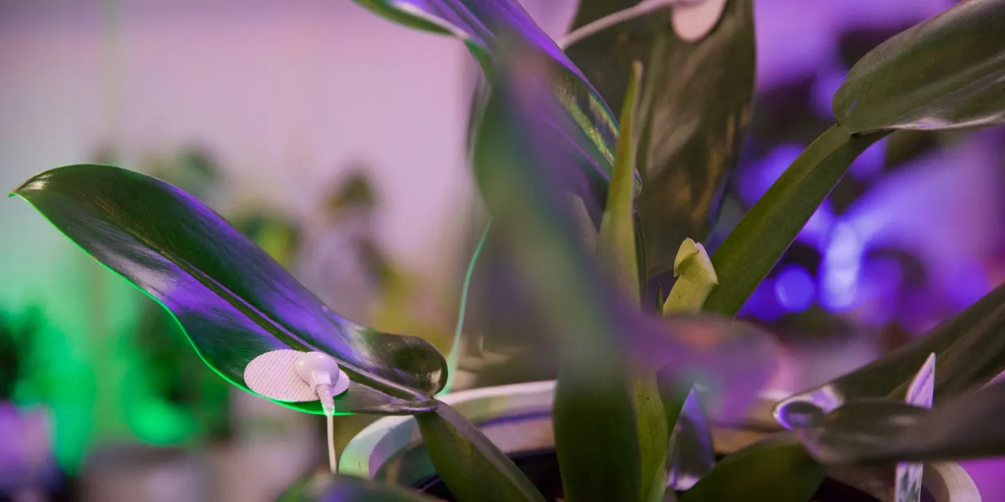 Plant Songs Sound Bath