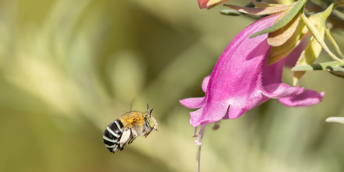 Thinking Green: Backyard Biodiversity - Native Bees