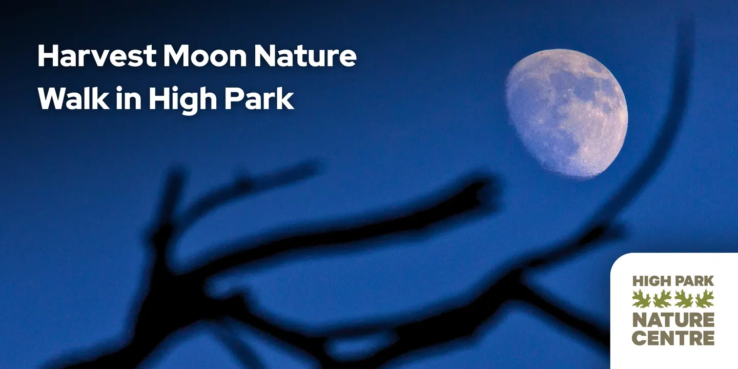 Harvest Moon Nature Walk in High Park