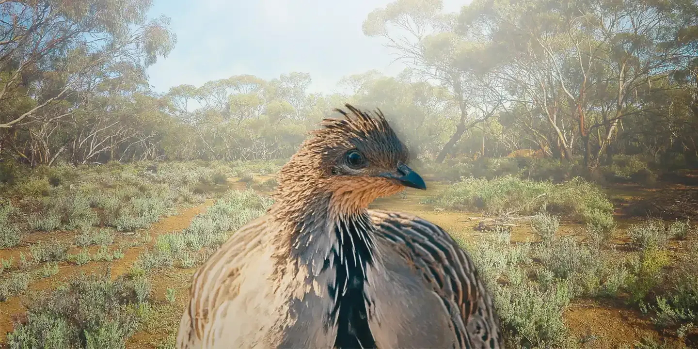 Malleefowl – The Most Unlikely of Birds (Adelaide Screening)
