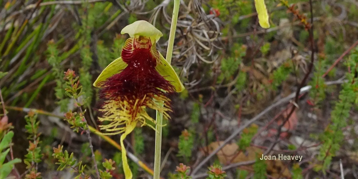 Orchids of the Sunshine Coast with Joan Heavey