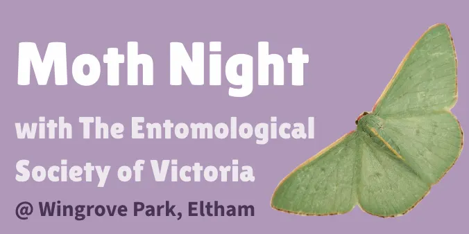 Moth Light Sheeting Night