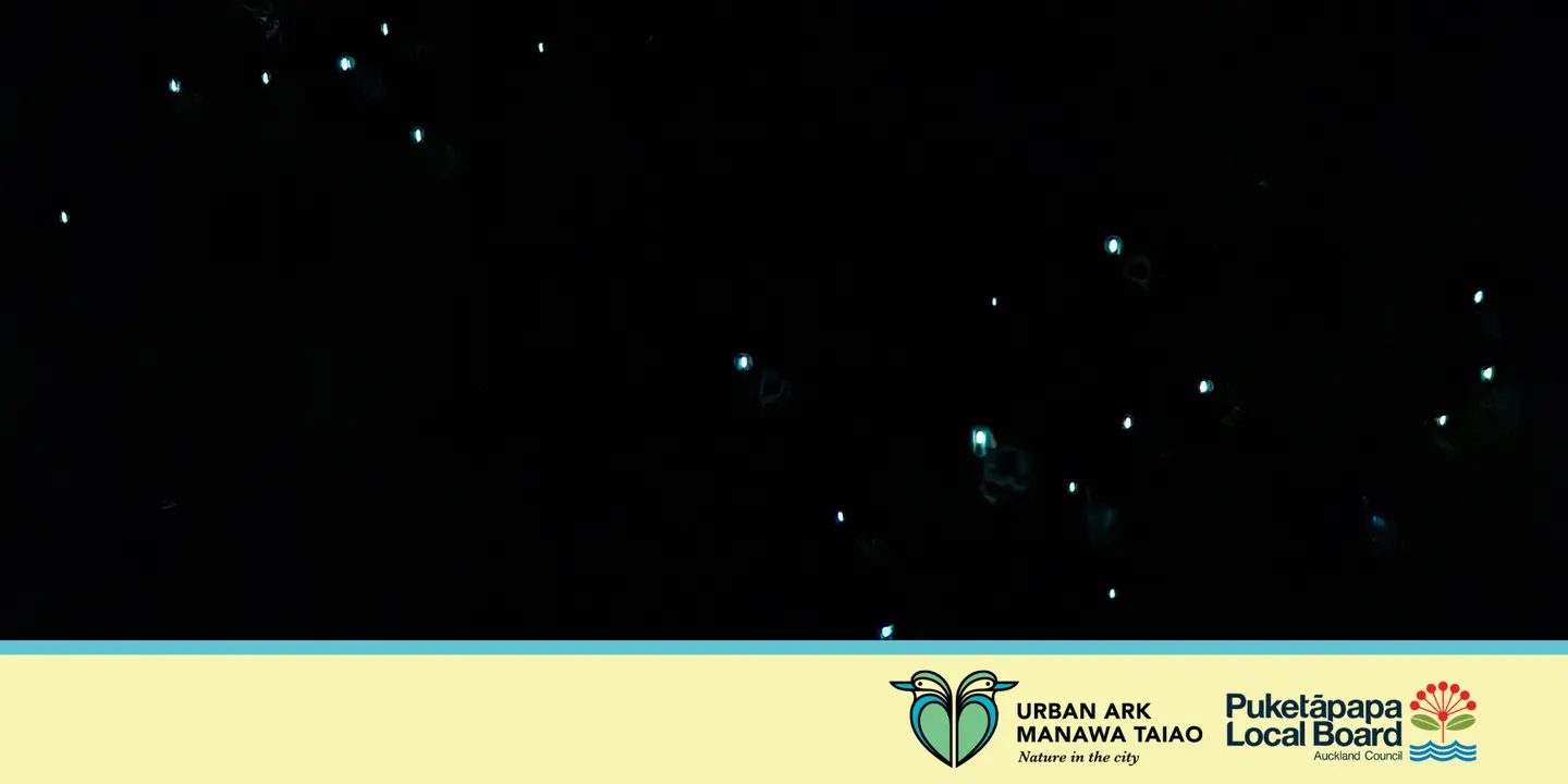 Guided Glowworm Nightwalk