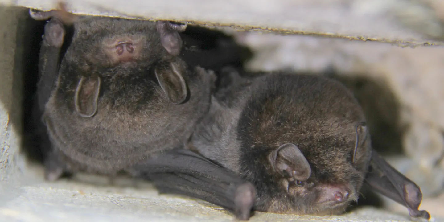 Bats after dark: exploring the night shift