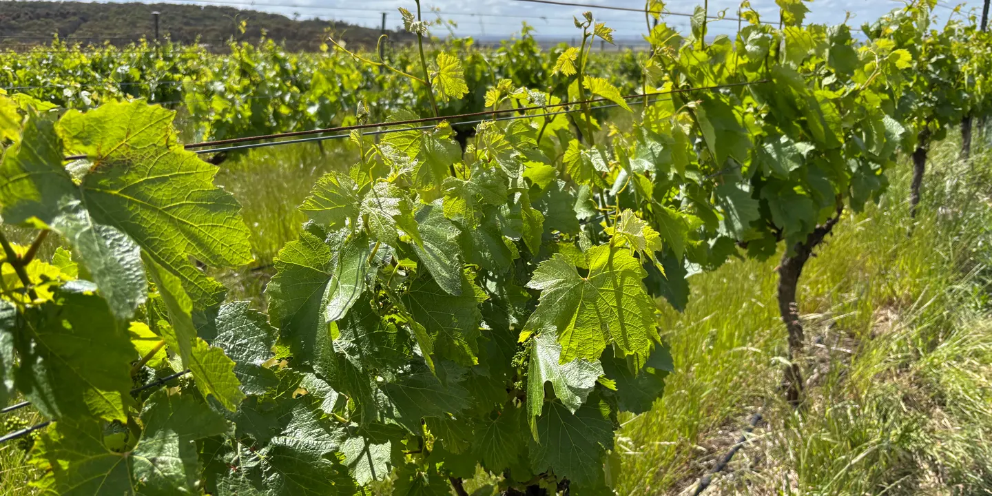 EcoVineyards Geelong Spring Field Day