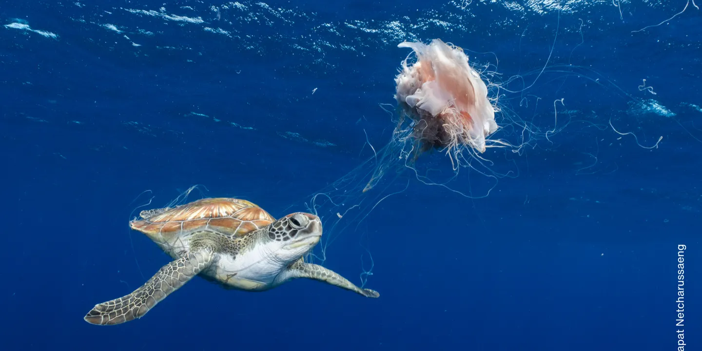 Wildlife Photographer of the Year - Schools self-guided experience