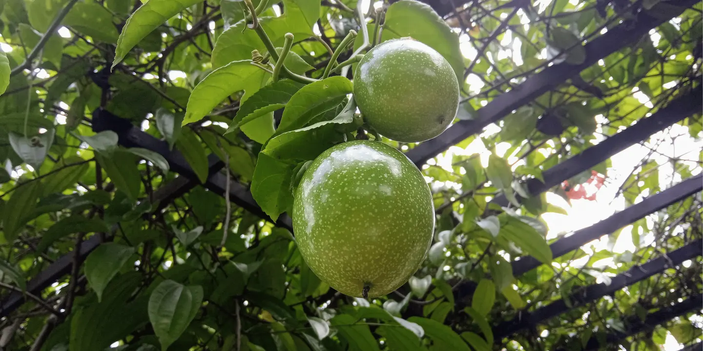 Climate Resilient Gardening