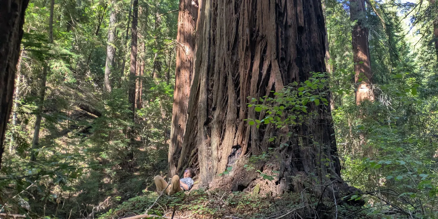 Queer Hike in the Redwoods - Sam McDonald County Park