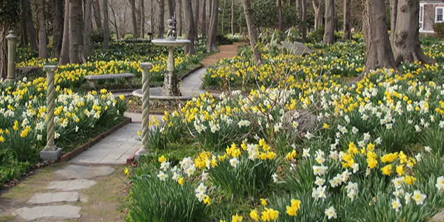Daffodil Planting Primer