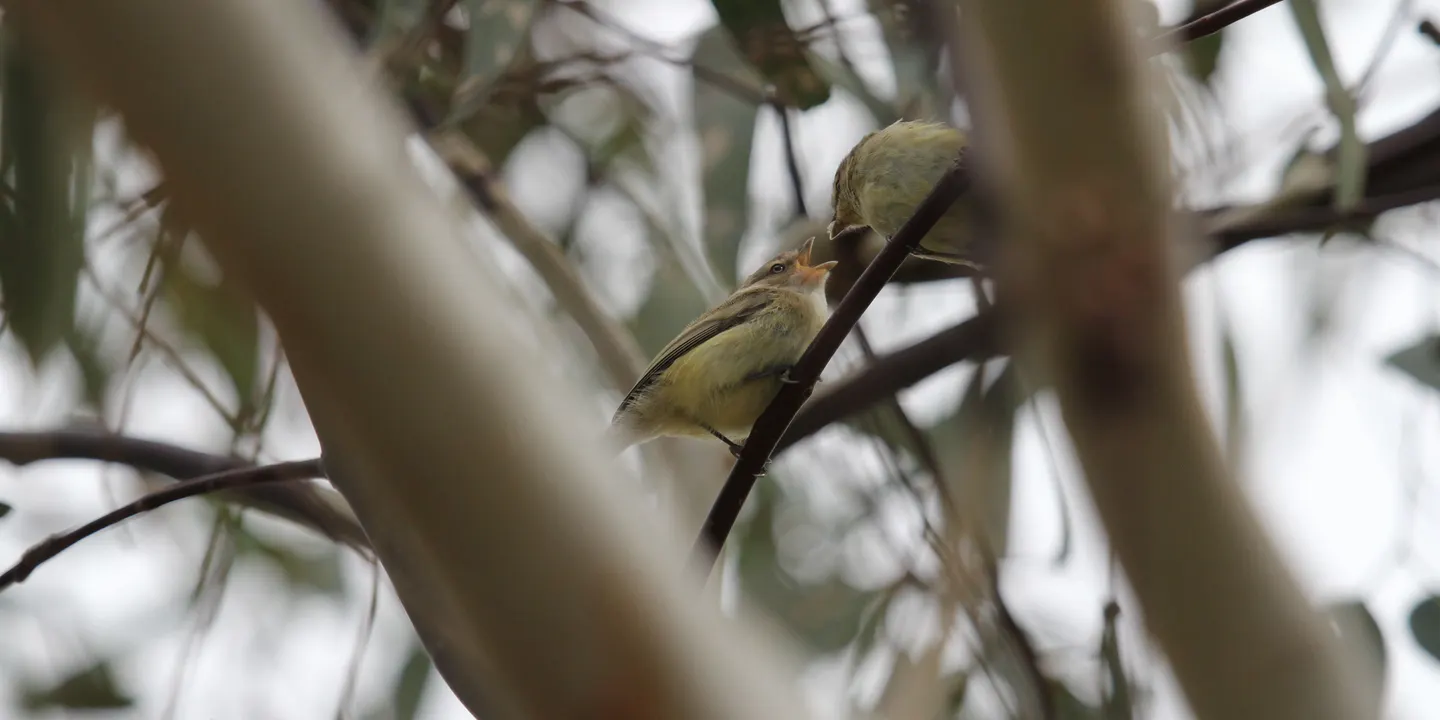 Weekday Birdwalk - Yarramie Park Reserve