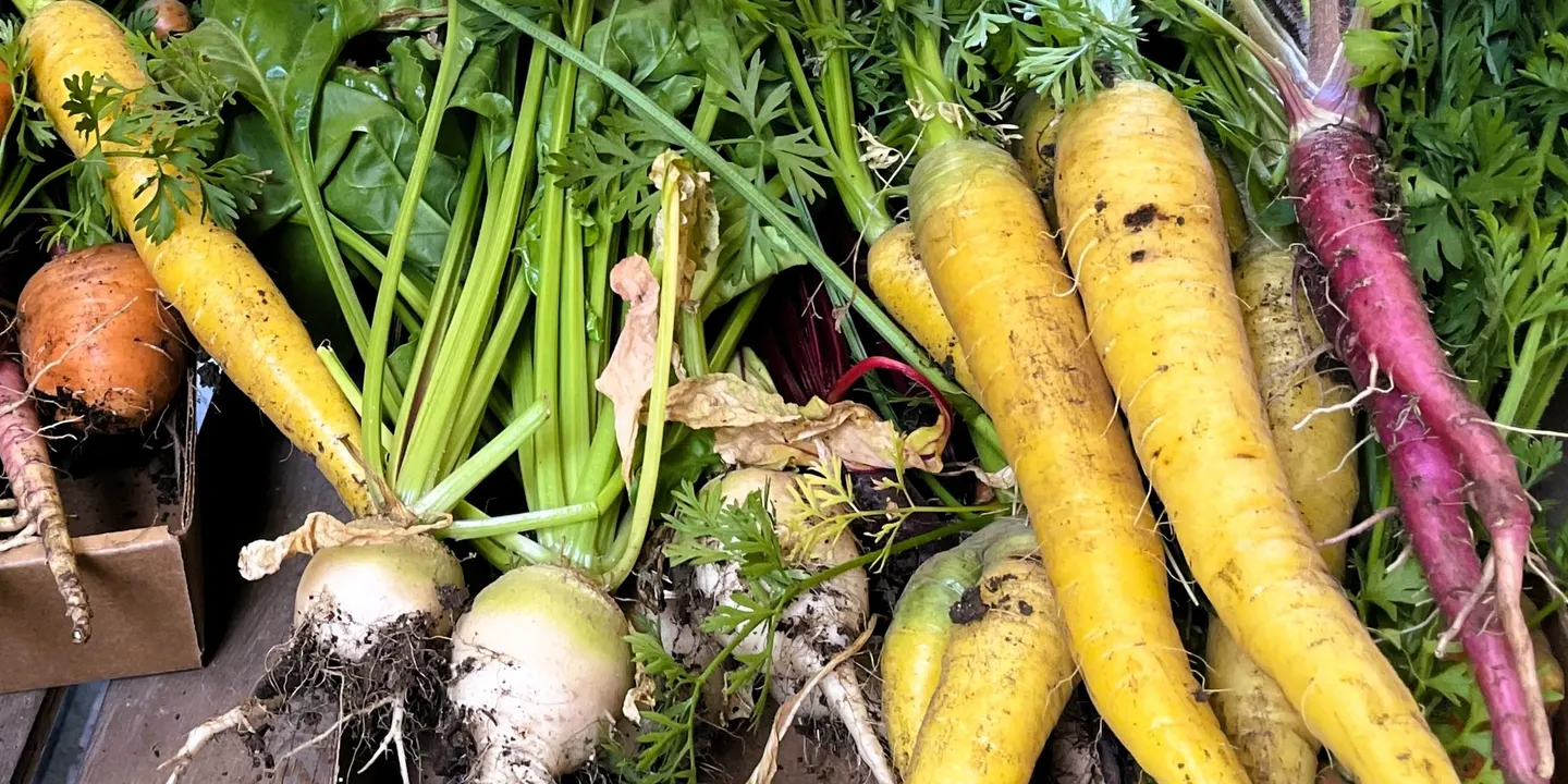 Introduction to Vegetable Gardening