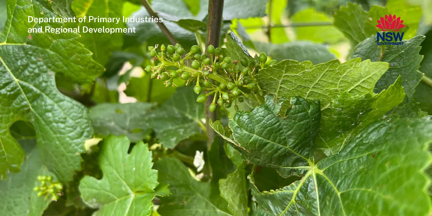 NSW-ACT Wine Australia Regional Program 2026 Viticulture workshop - Canberra