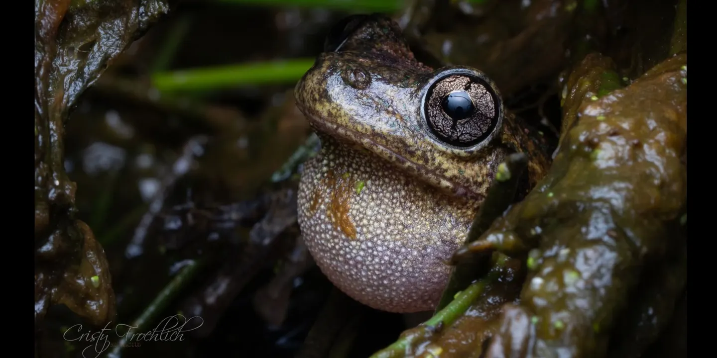 Frog Photography Evening