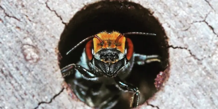 Discover Native Bees with Dr. Kit Prendergast