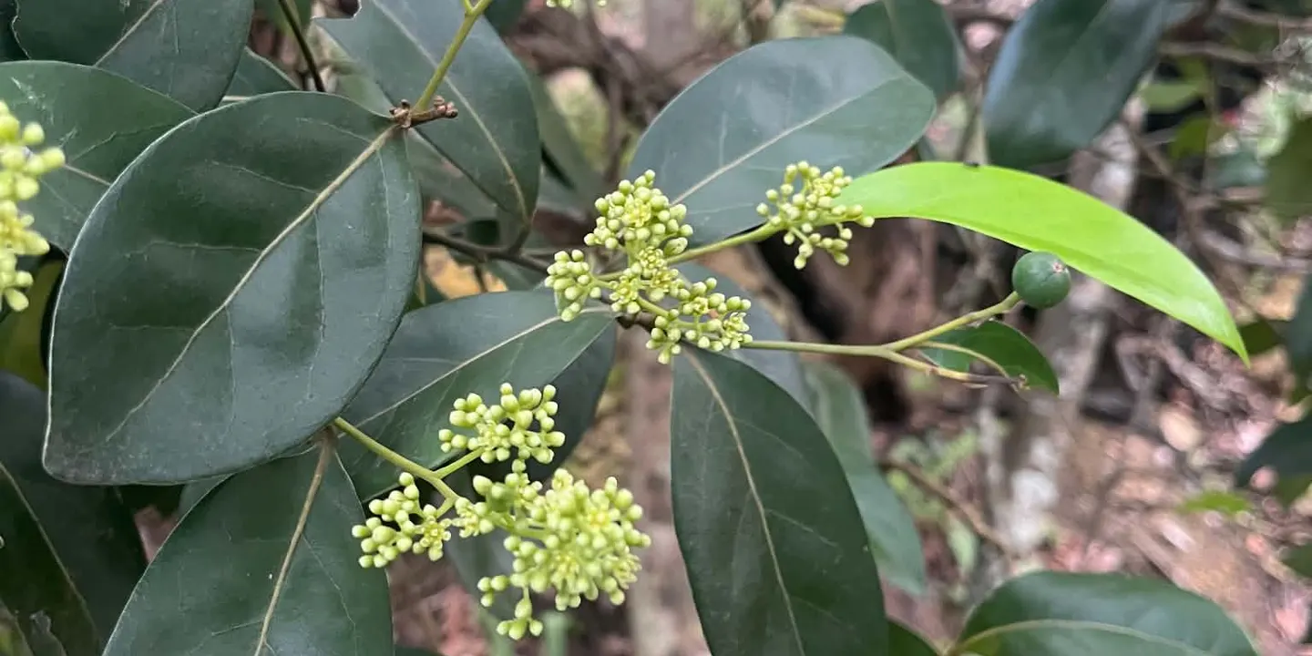 Basics of Botany with Friends of Burleigh Head National Park