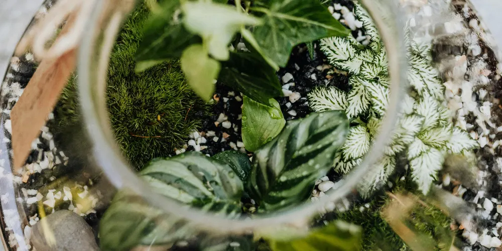 Living Landscapes | Live Well Plants & Pours Workshops