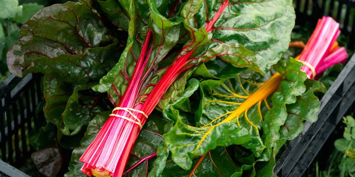 Spring Dinner: From Seed to Plate