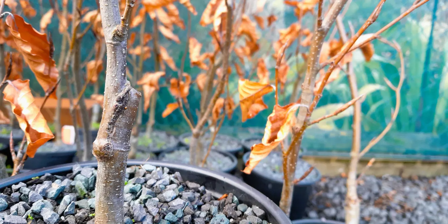 Grafting Workshop