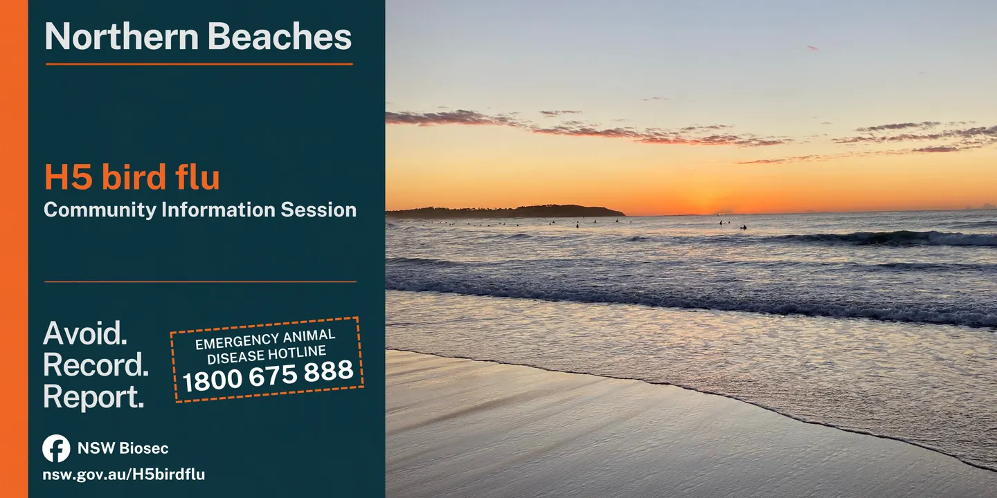 Northern Beaches H5 bird flu | Community information session