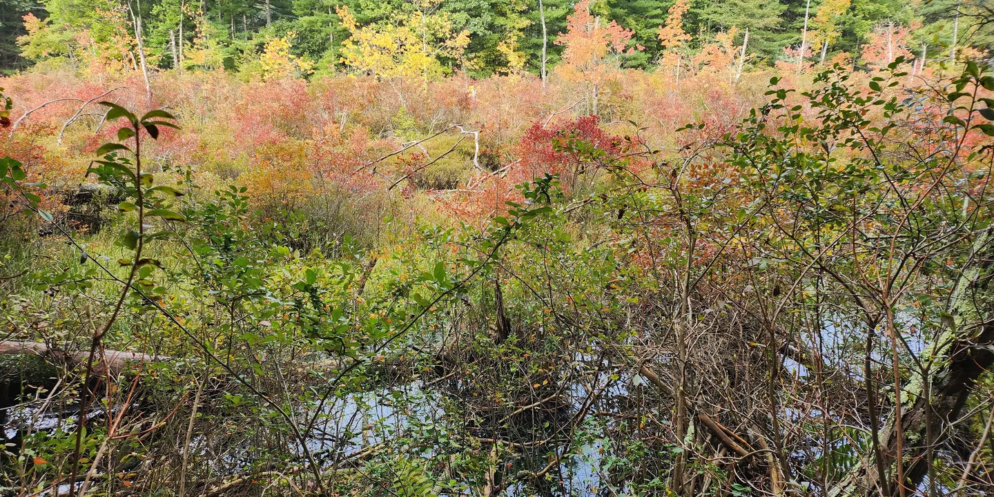 Gowing's Swamp Invasives Pull