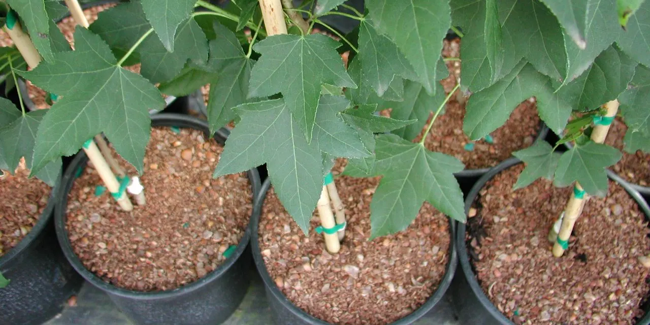 2026 Urban Forestry Workshops