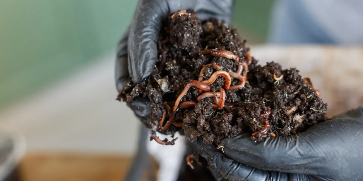 Worm Farming Workshop - November 2026