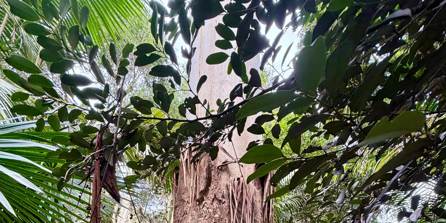 Discover Forest Bathing at Wollongong Botanic Garden