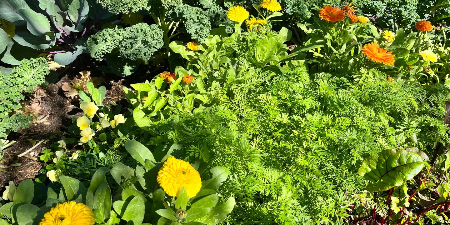 Heat Proofing Your Garden: Preparing for Summer