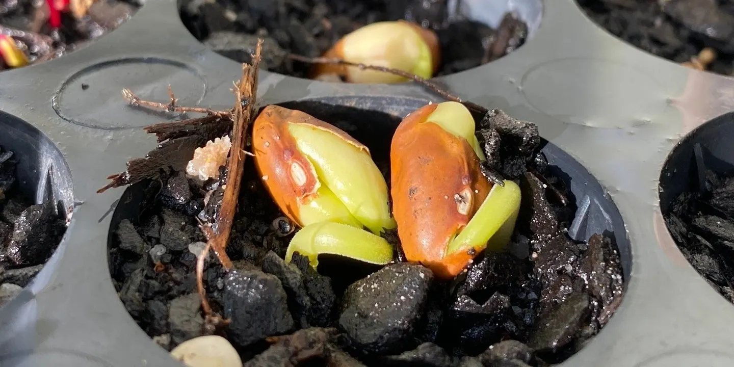 Propagation of native plants