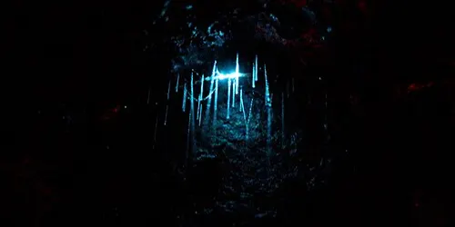Oct 3: Hidden Howick: Glow worm discovery night!