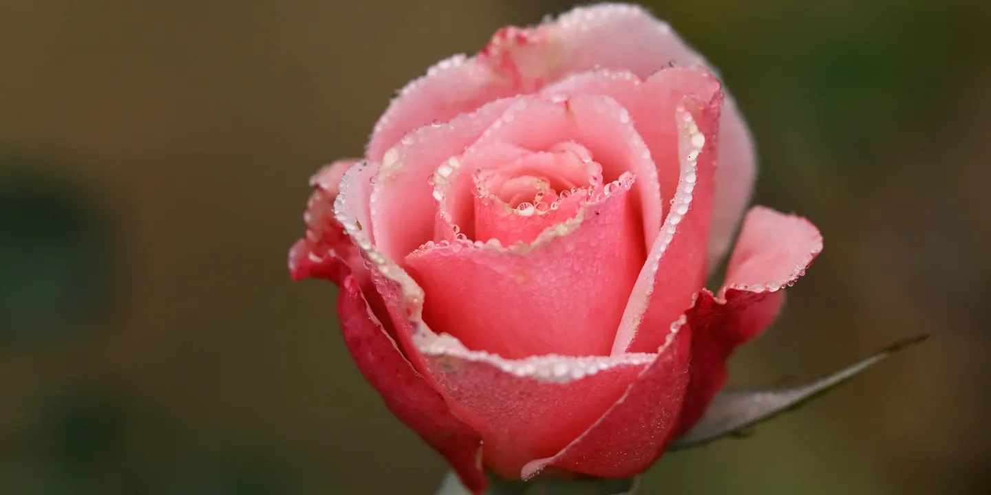 Rose Pruning Workshop
