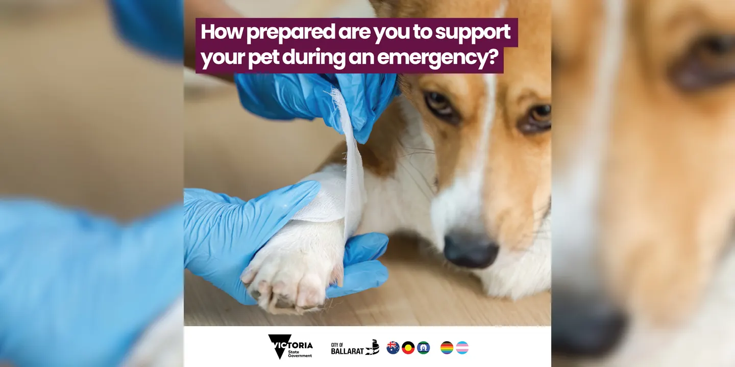 Pet First Aid - October 2026