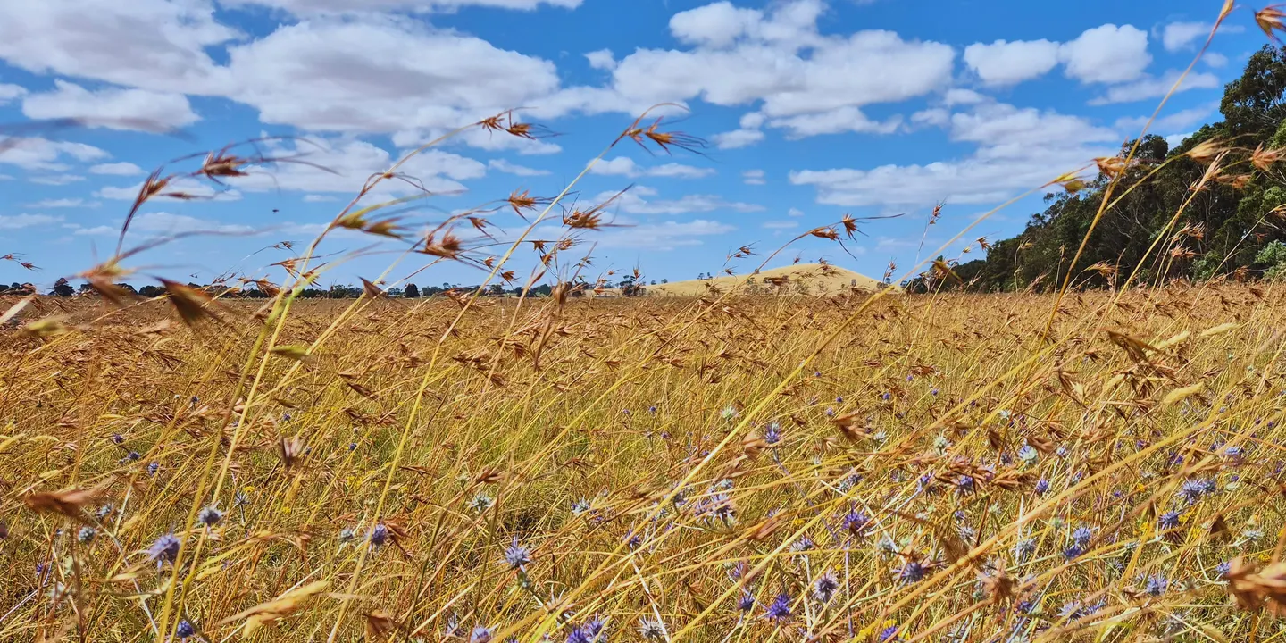 Protecting our Remnant Grasslands
