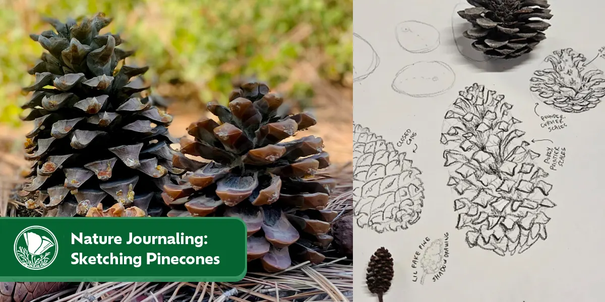Nature Journaling: Sketching Pinecones with Maryanne Pittman — Nov. 27, 2026