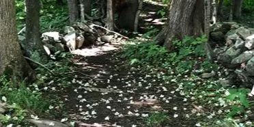 Invasives Pull & Walk