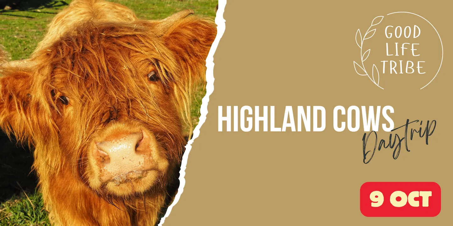 Daytrip - Highland Cows (departing Canberra for the Southern Highlands, NSW)