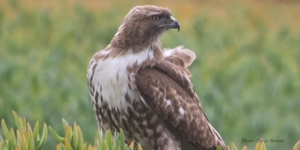 Sunrise Birding: A Walk and Talk with Diego Blanco — Sept 2026