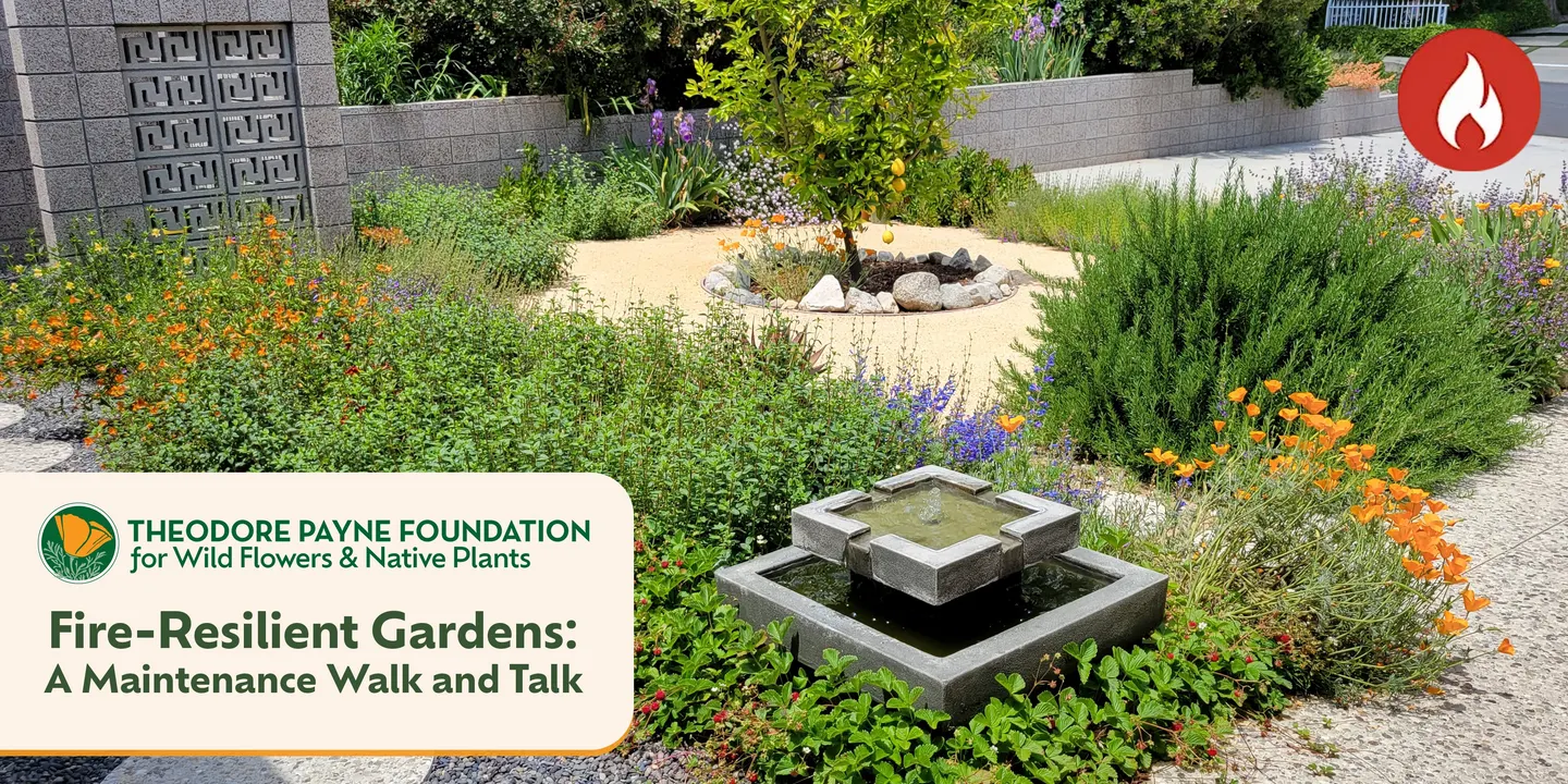 Fire-Resilient Gardens: A Maintenance Walk and Talk with Erik Blank — September 19, 2026