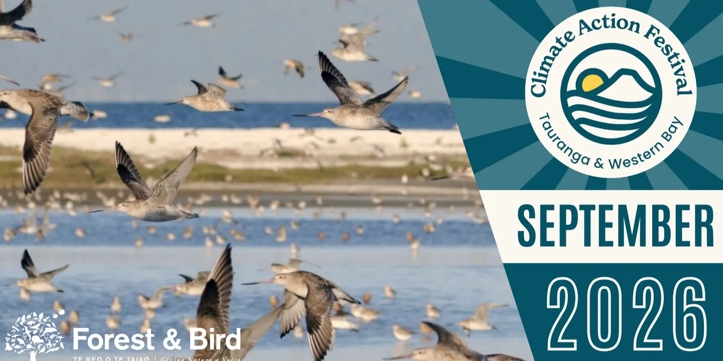 A Walk with the Wading Birds