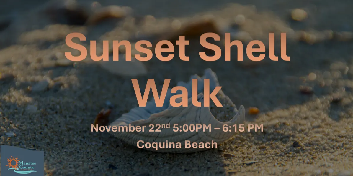 Sunset Seashell Walk