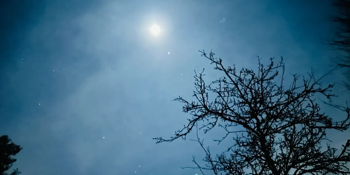 Night Sounds: Who's Howling at the Moon?